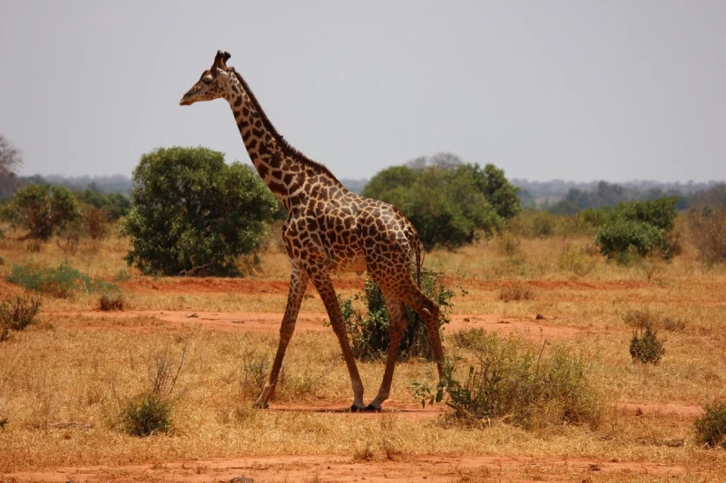 Spezialwortschatz für Natur und Geographie Giraffe im Tsavo Nationalpark in Kenia. Foto: Pixabay, CC0