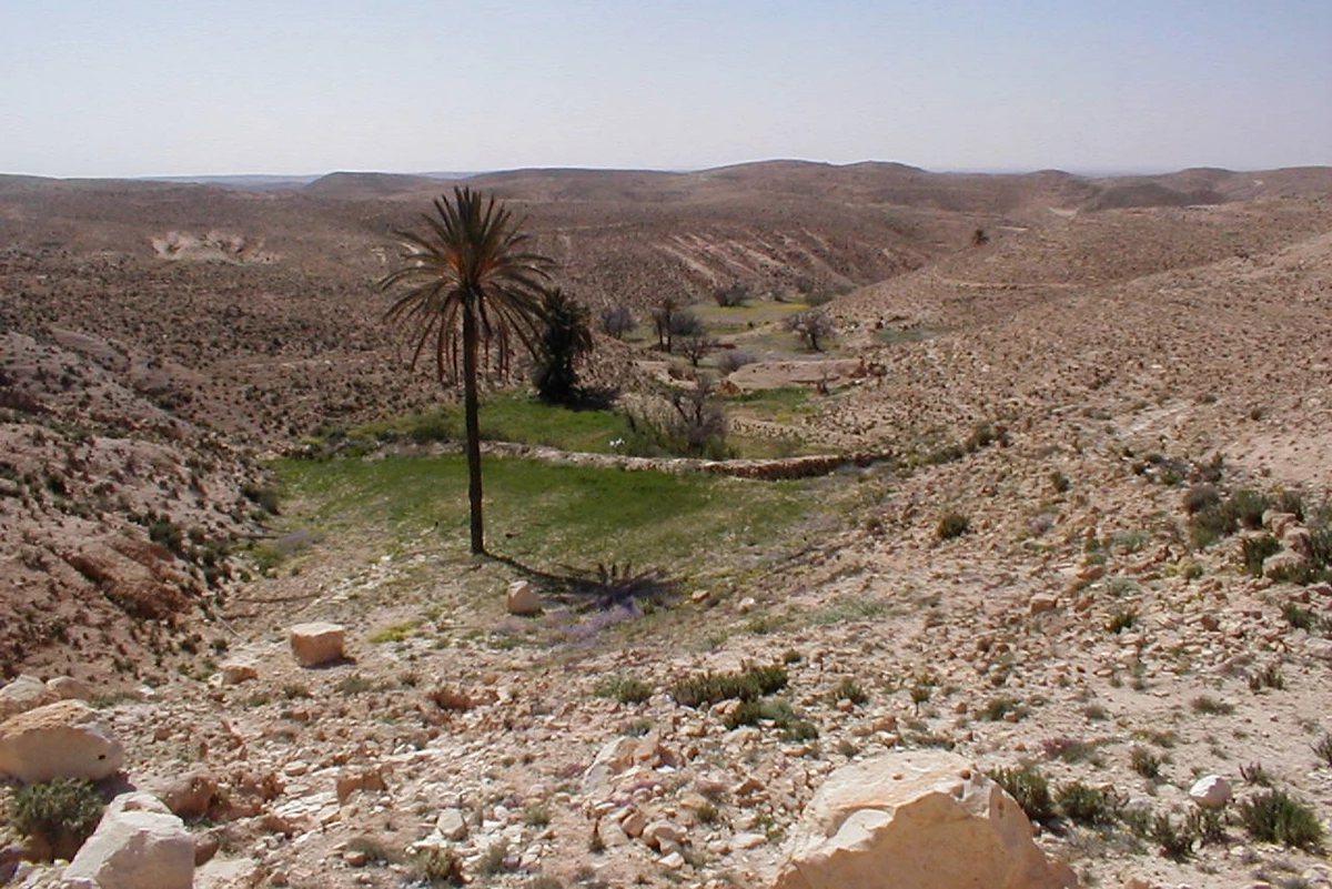 Oase im Chott el Djerid, einem Sedimentbecken im Süden Tunesiens. Foto: Pixabay, CC0